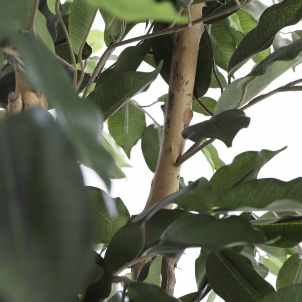 Plante Ficus Artificielle - H110 x Ø65 cm - Vert – Image 4