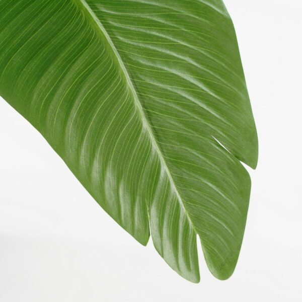 Bananier Artificiel en Pot - H180 x Ø30 cm - Vert – Image 3
