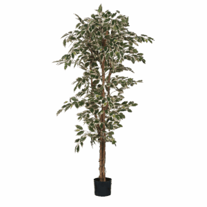 Plante Ficus Artificielle - H180 x Ø90 cm - Panaché Vert