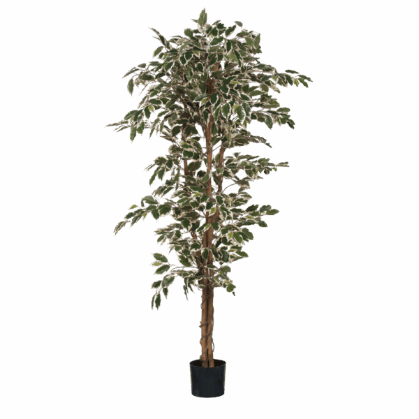 Plante Ficus Artificielle - H180 x Ø90 cm - Panaché Vert