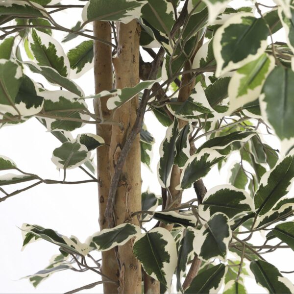 Plante Ficus Artificielle - H180 x Ø90 cm - Panaché Vert – Image 4