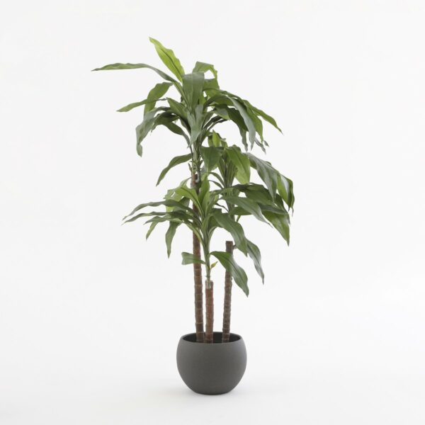 Plante Artificielle Dracaena - H100 x Ø70 cm – Image 5